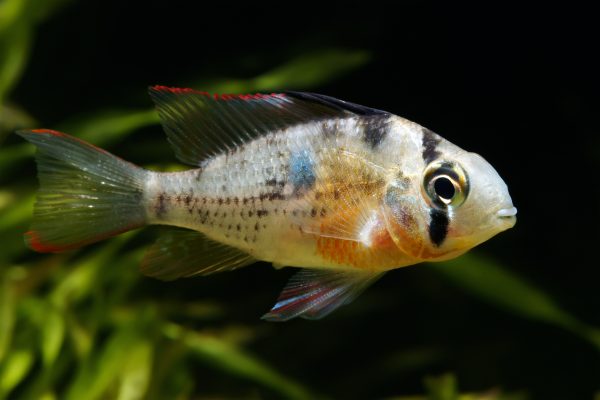 Bolivian-Butterfly-Ram