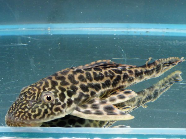 Common-Pleco