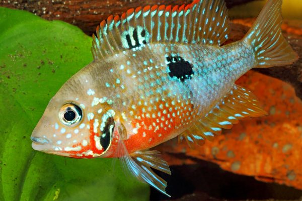 Ellioti-Cichlid