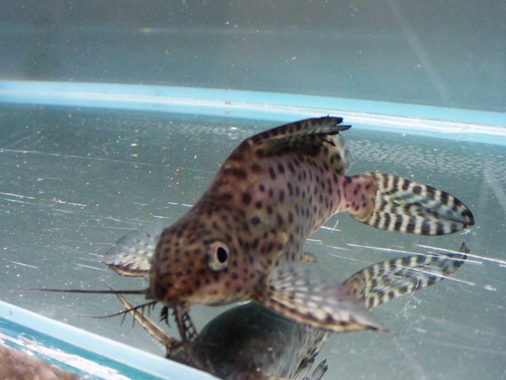 Featherfin Catfish (Synodontis Eupterus)