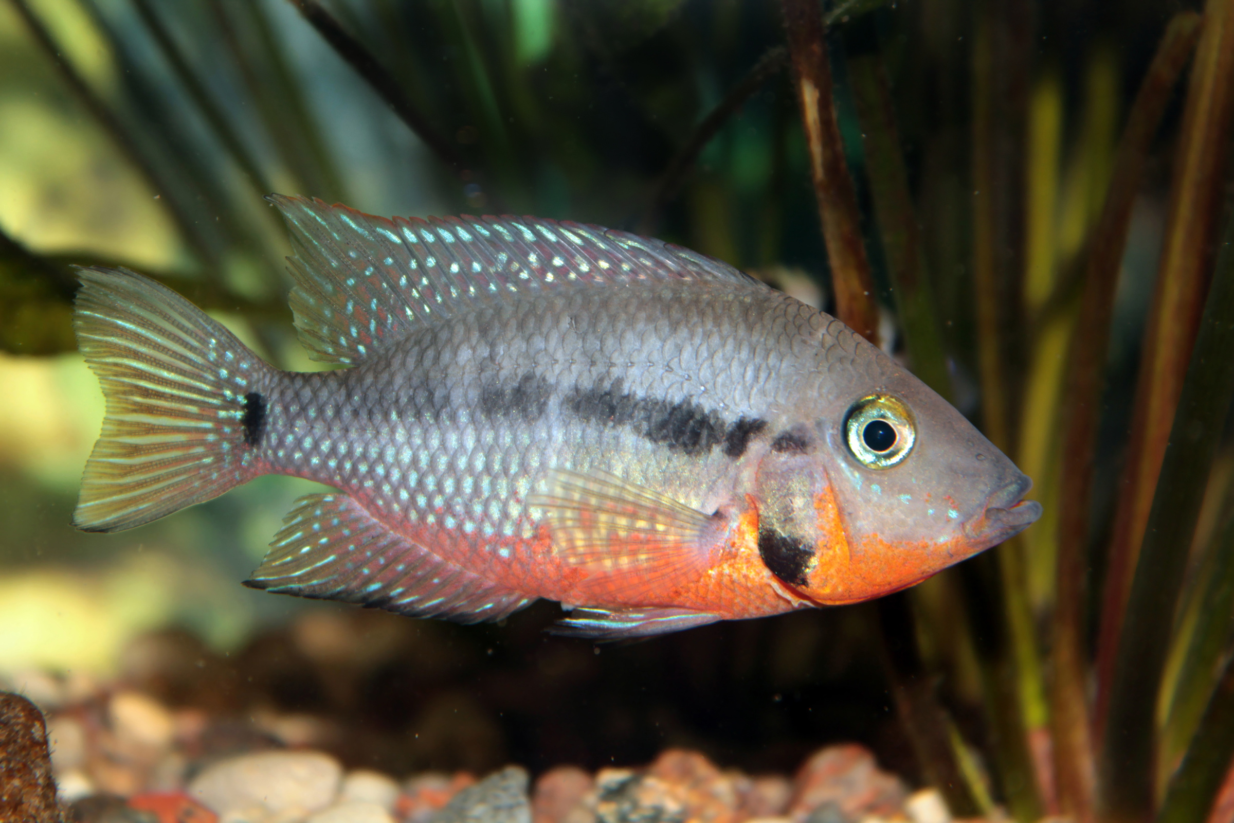 Firemouth-Cichlid