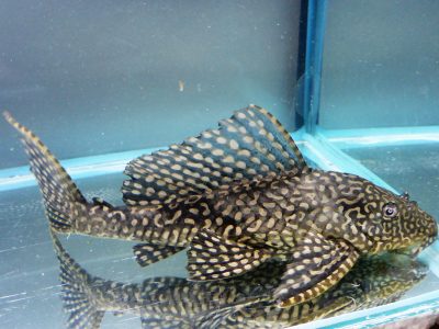 Goldspot-Pleco