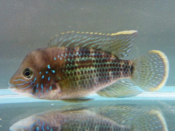 Green-Terror-Cichlid