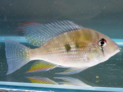 Heckelii-Threadfin-Acara