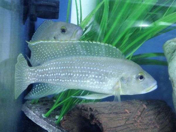 Pearl-Lined-Cichlid-Neolamprologus-Tetracanthus