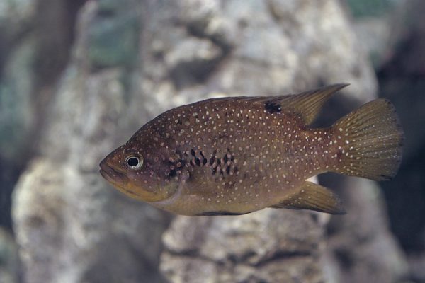 Pollini-Cichlid