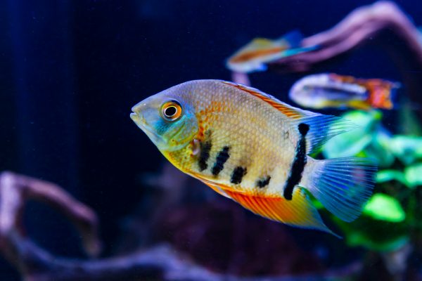 rotkeil severum for sale