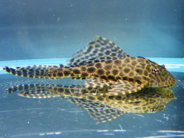 Sailfin-Pleco