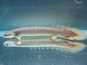 Senegal Bichir