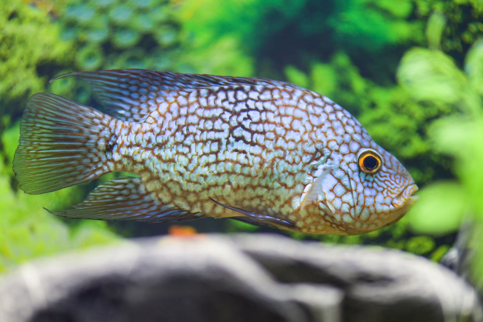 Texas-Cichlid