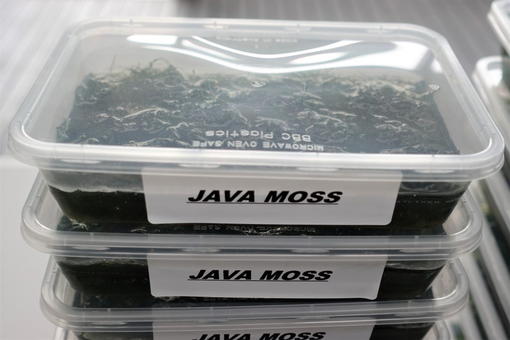 free download java moss