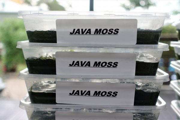 Java-Moss