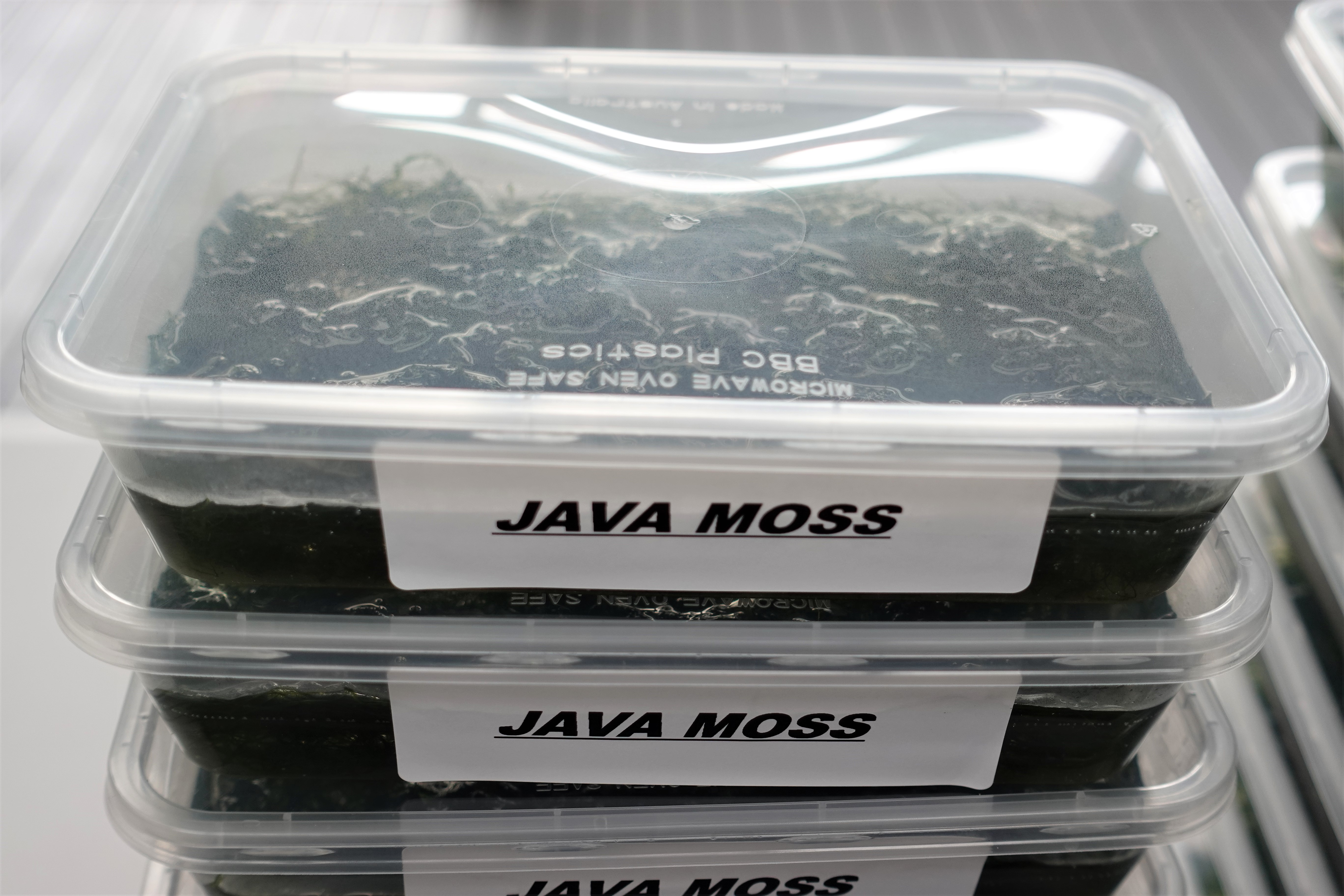 Java-Moss