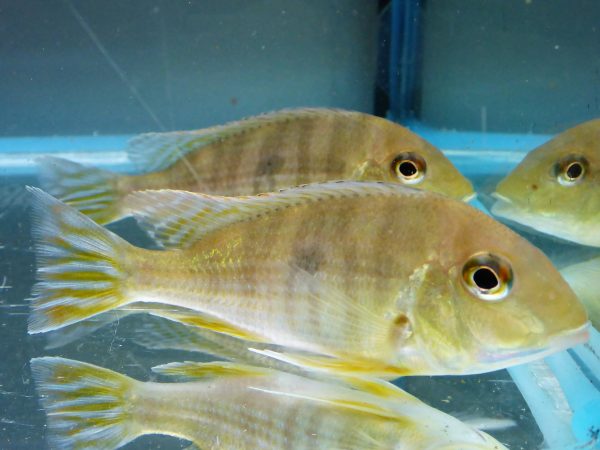 Orange-Head-Tapajos