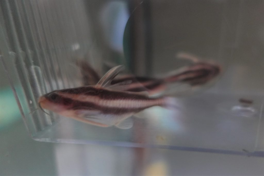 Striped Raphael Catfish